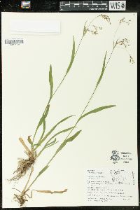 Luzula parviflora image