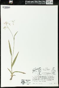 Luzula parviflora image