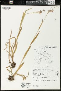 Luzula parviflora image