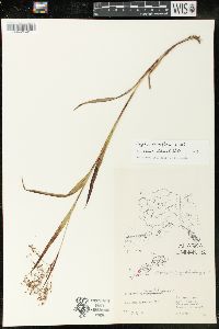 Luzula parviflora image