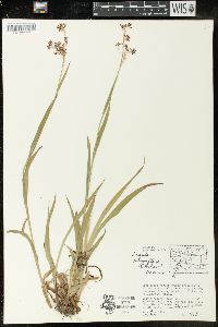 Luzula parviflora image
