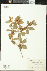 Enkianthus campanulatus image