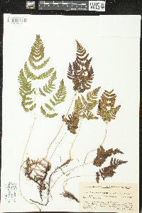 Gymnocarpium robertianum image