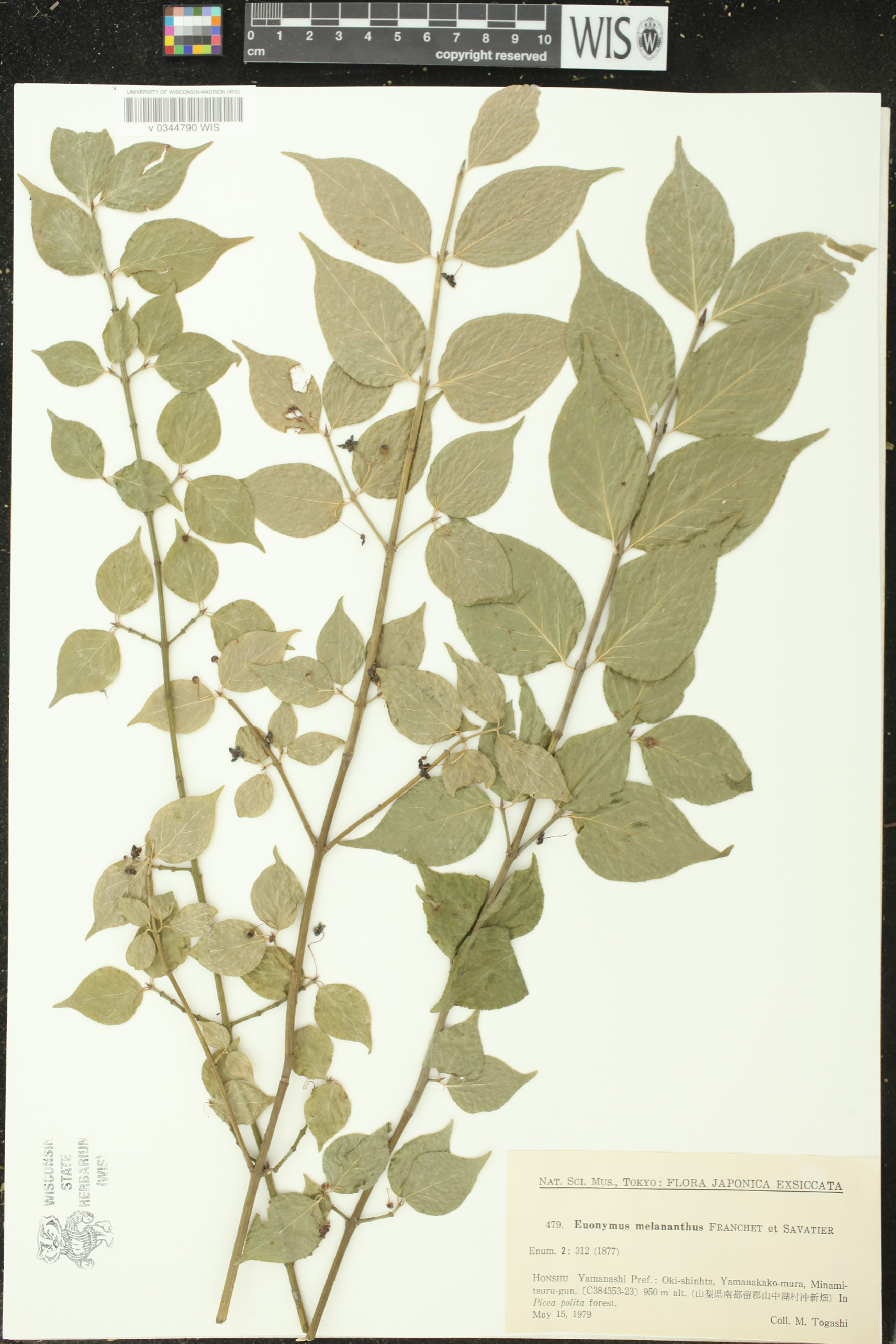 Euonymus melananthus image