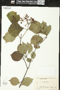 Viburnum dilatatum image