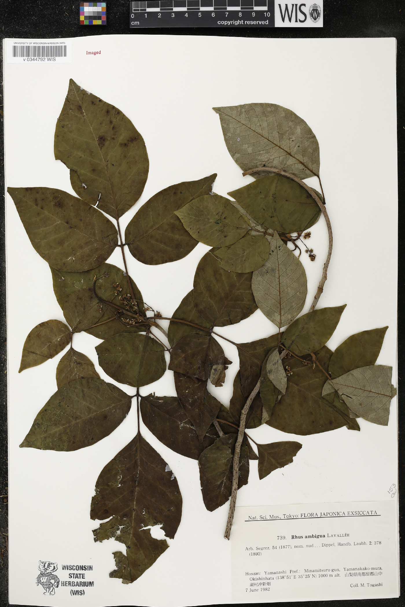 Toxicodendron orientale subsp. orientale image