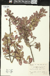 Euonymus fortunei image