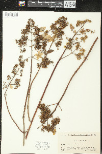 Hydrangea paniculata image