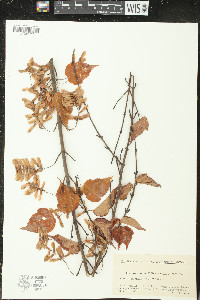 Acer crataegifolium image