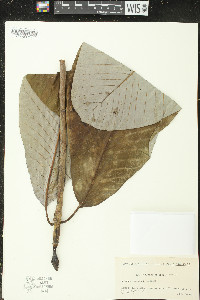 Magnolia obovata image