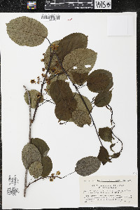 Actinidia arguta image