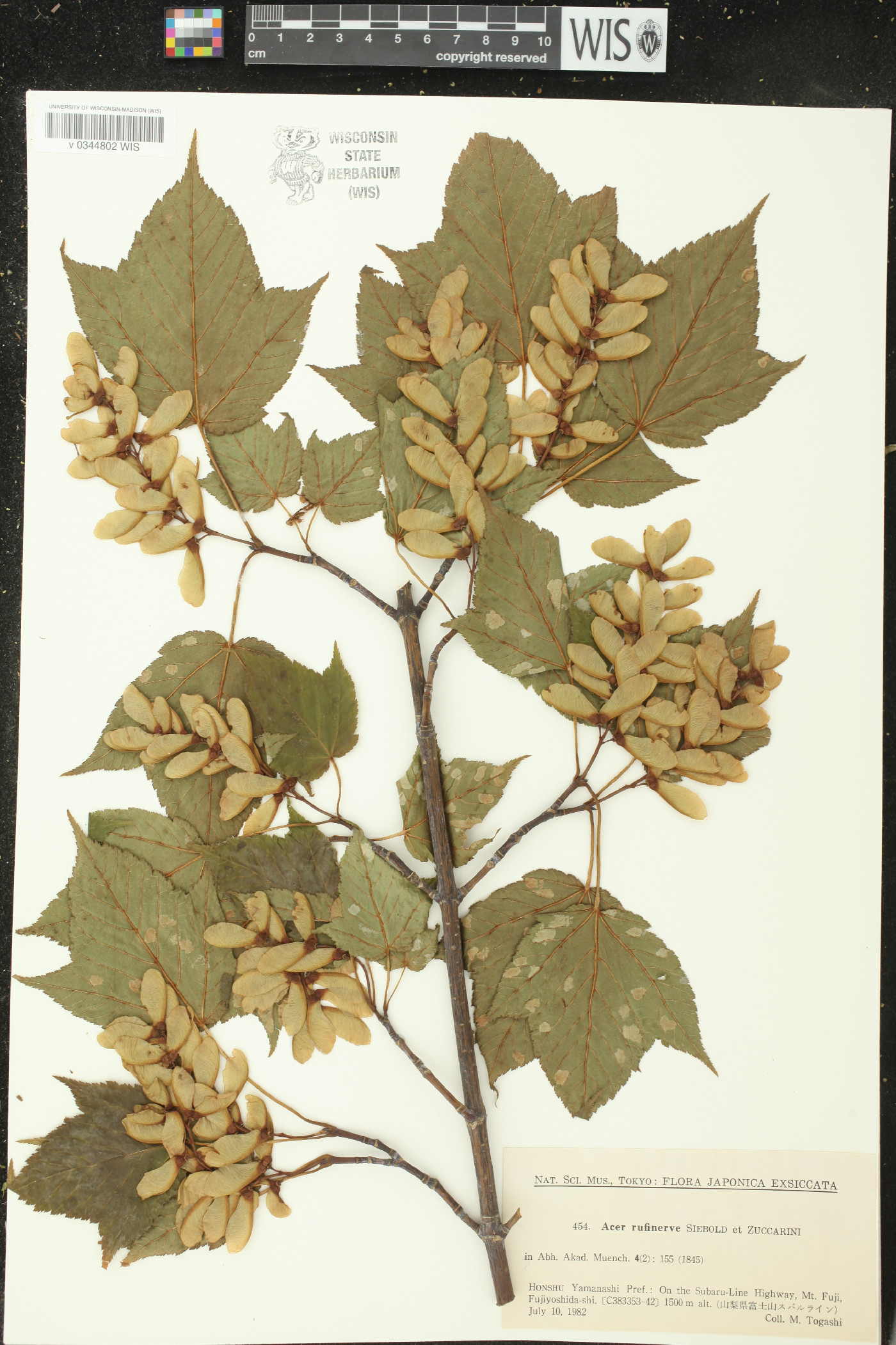Acer rufinerve image