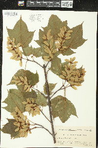 Acer rufinerve image