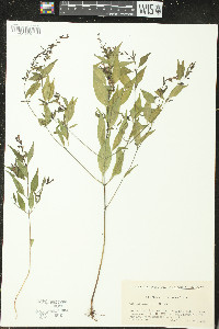 Melampyrum laxum image