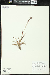 Luzula multiflora image