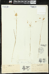 Luzula multiflora image