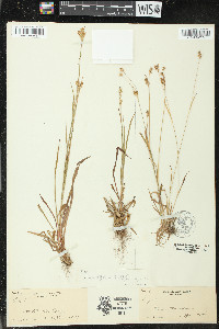 Luzula multiflora image