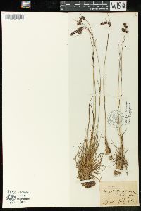 Luzula spicata image