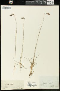 Luzula spicata image