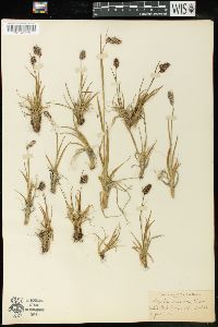 Luzula spicata image