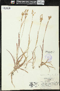 Luzula multiflora image