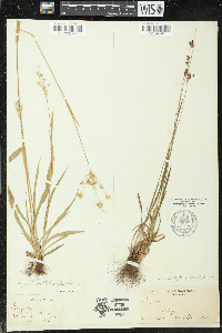 Luzula multiflora image