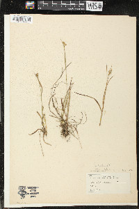 Luzula multiflora var. bulbosa image