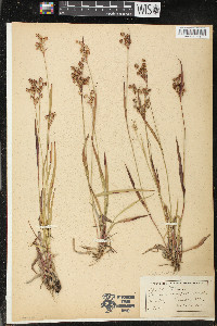 Luzula multiflora image