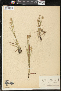 Luzula multiflora image