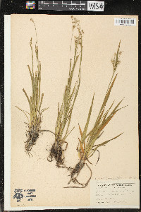 Luzula multiflora image