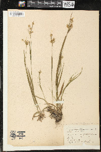 Luzula multiflora image