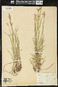 Luzula multiflora image