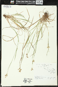 Luzula multiflora image