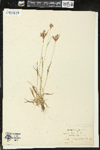 Luzula multiflora image