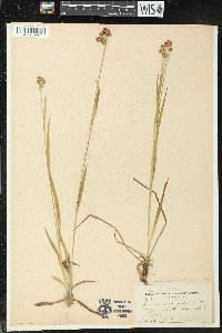 Luzula multiflora image
