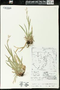 Luzula parviflora image