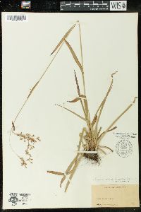 Luzula parviflora image