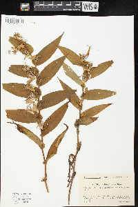 Tricyrtis hirta image