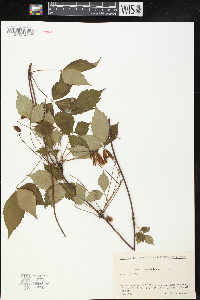 Clematis japonica image