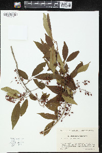 Prunus buergeriana image