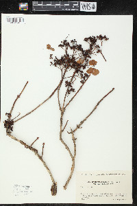 Hydrangea petiolaris image