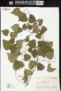 Vitis flexuosa image