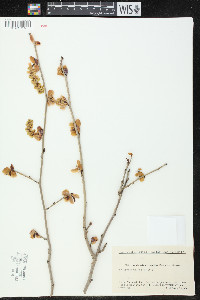 Corylopsis willmottiae image