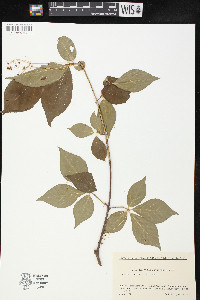 Euonymus oxyphyllus image