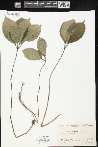 Chloranthus japonicus image