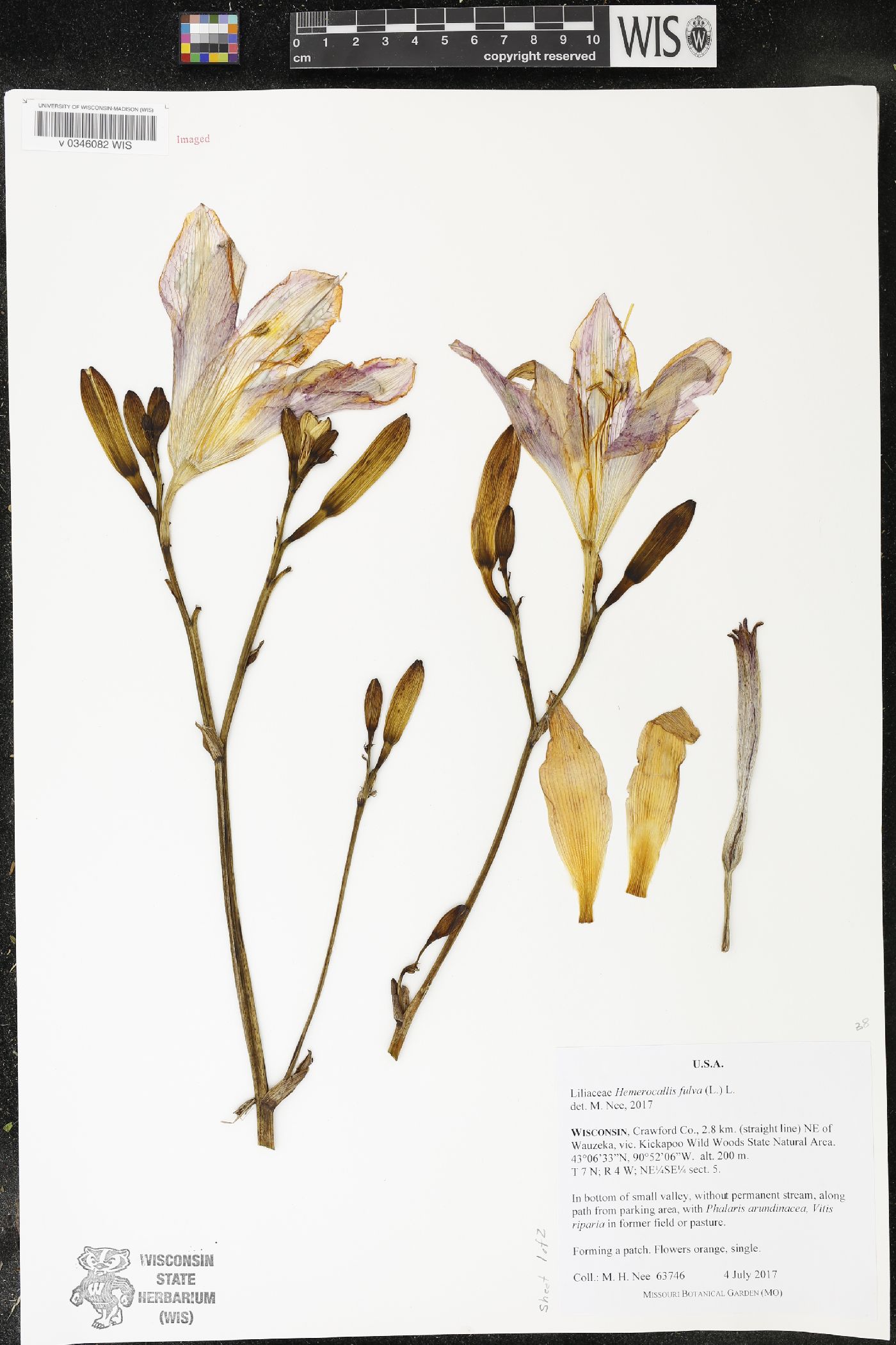 Hemerocallis fulva image