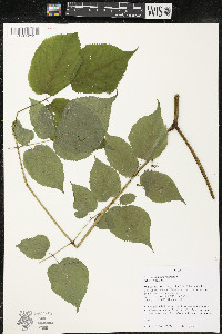 Aralia racemosa image