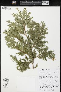 Thuja occidentalis image