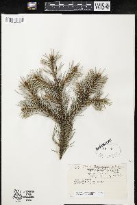 Picea pungens image