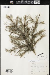 Picea pungens image